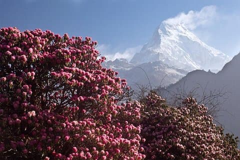 Mohare Danda Panorama Trek 8 dage