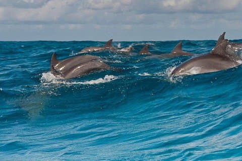 ムネンバ島のサンゴ礁でのプライベート ドルフィン ツアーとシュノーケリング