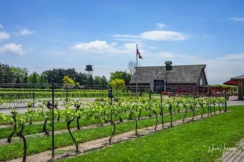 Privat anpassningsbara natursköna Niagara Winery Tasting Day Tour