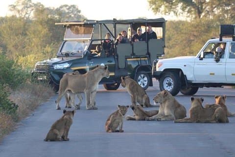 Avventura safari di 3 giorni al Kruger con tutto incluso da Johannesburg