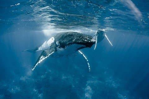 Tour privato Osservazione delle balene BORA-BORA
