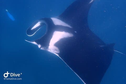 ファンダイブカタリナ諸島（2ダイブ、認定ダイバーのみ）