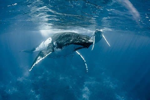 Whale Watching Bora Bora
