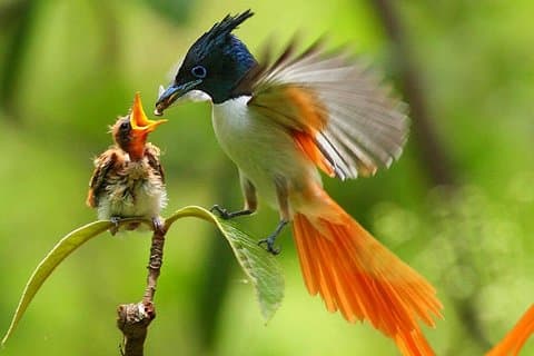Vogelbeobachtungstour Sri Lanka - 10 Tage