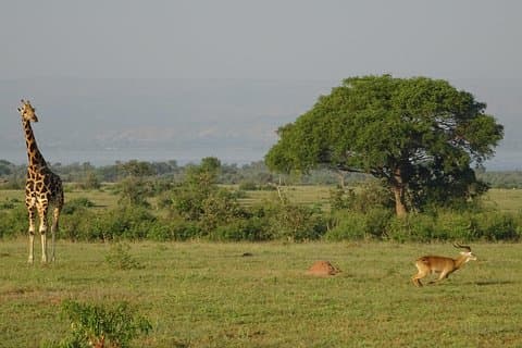 3 Days Murchison Falls Parkウガンダ