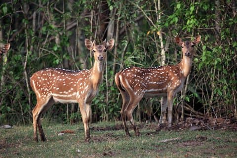 Mangrove-avontuur: Bhitarakanika National Park verkennen