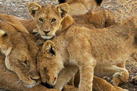 6 Days Safari to Tarangire, Ngorongoro, Lake Manyara & Serengeti