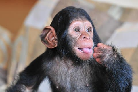 Tour di 1 giorno di pesca e Chimpanzee Island