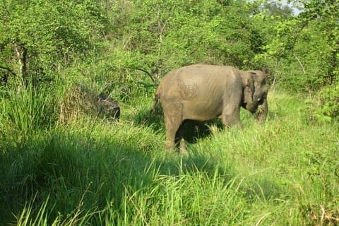 Visitez Jeep Safari au parc national de Minneriya depuis Kandy