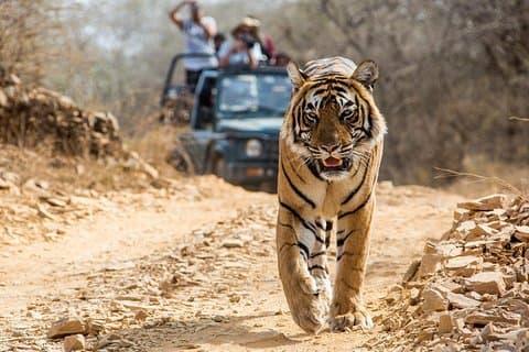 Jaipur to Ranthambore Tiger Safari Private Day Tour