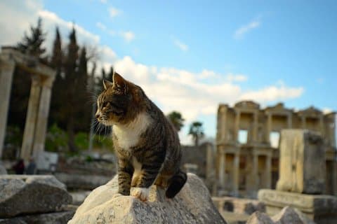Privat - Main Ephesus Tour - HOPPA KINJEBILJETTERNA