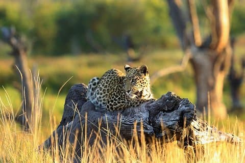 2 dage 1 nat Amboseli Nationalpark Safari