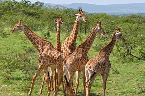 3-tägige Krüger-Nationalpark-Safari ab Johannesburg