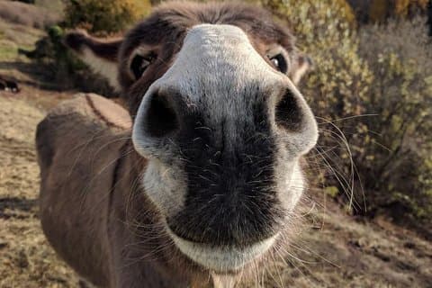 Hiking with donkeys