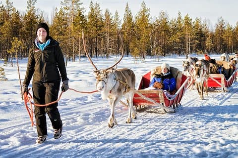 Visita a la granja de renos de Rovaniemi y Safari