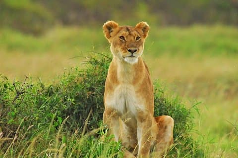 3 dage 2 nætter Budget Safari Masai Mara
