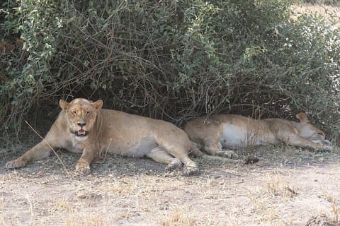 15 Day Mobile Camping Safari Botswana