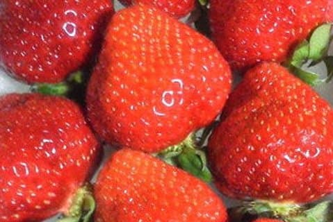 Dagtrip naar fruit plukken en winkelen in Fukuoka met minibus: 7m