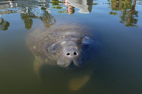 Mangrove Tunnels, Dolphins, Manatee Tour #1 Rated in Cocoa Beach