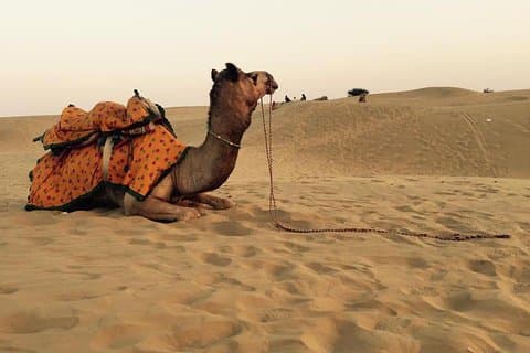 Best of Golden City "JAISALAMER" Tour