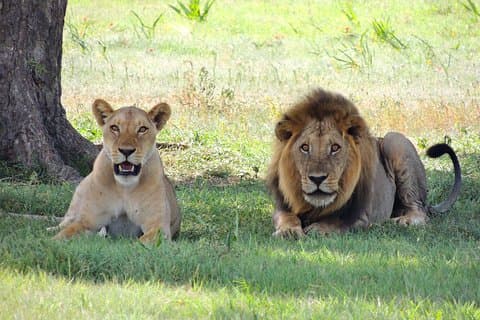 9 dager Masai Mara, Amboseli, Mombasa Safari