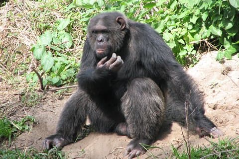 Heldags Ol Pejeta Conservancy og Chimpanzee Sanctuary Tour fra Nairobi
