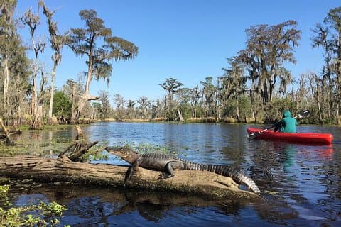 Whitney Plantation und Manchac Swamp Kajak Tour Combo