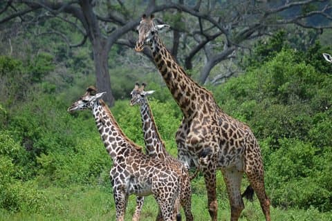 3 Days All Inclusive Zanzibar to Tarangire Ngorongoro