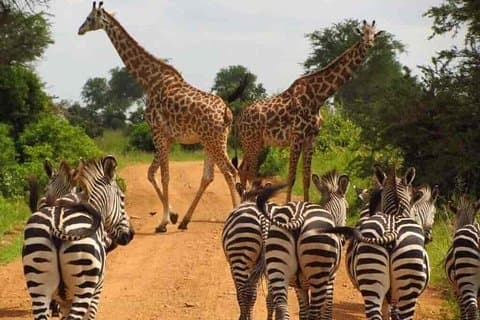 Einzigartiges Uganda-Abenteuer