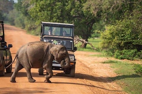 Udawalawe National Park Safari Von Galle / Mirissa / Weligama (All inclusive)