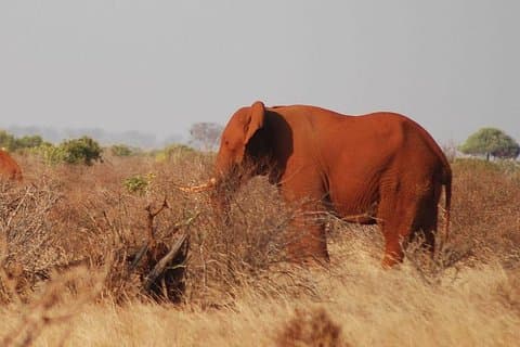 4 dagar 3 nätter Mombasa, Tsavo, Amboseli privat safari