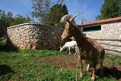 Korcula Island Mountain E Bike Privat tur med frokost