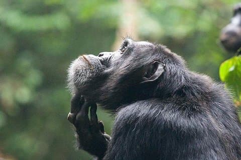 3 dagen Chimpansee tracking - Budget