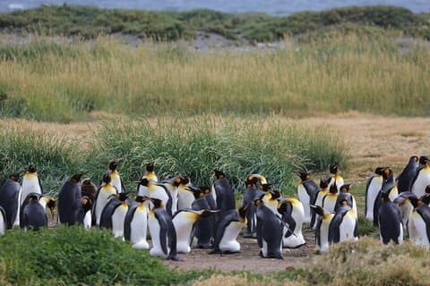 King Penguin Nature Reserve - Tierra del Fuego Island