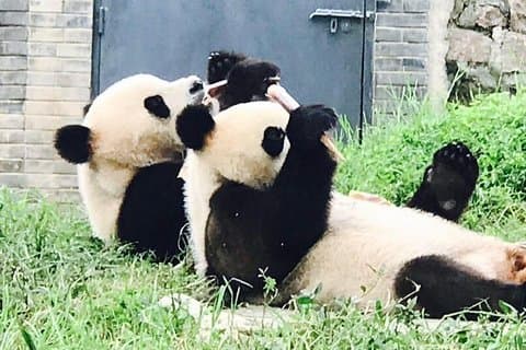 Excursão privada de meio dia a Chengdu Panda Center