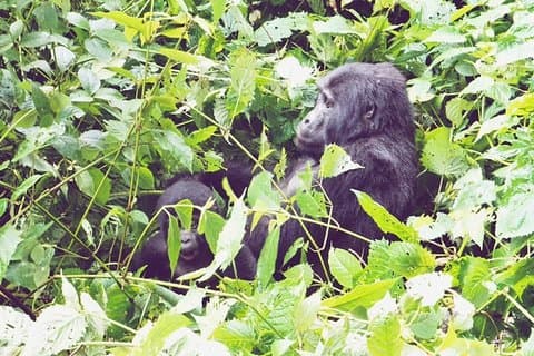 3 Tage Gorilla Trekking Safari