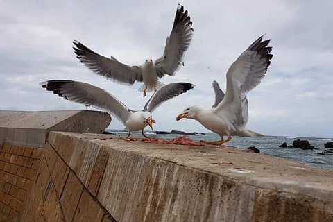 Escursione a Essaouira da Agadir