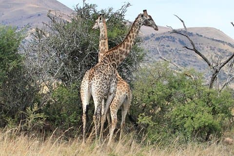 5 Day Private All Incl. Private Kruger Park Safari and Panorama