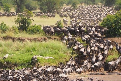 Safari de migration de 6 jours (Safari de luxe dans le cratère du Ngorongoro, Ndutu, Serengeti