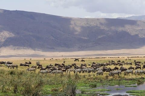 Tarangire & Ngorongoro Exklusive Safari