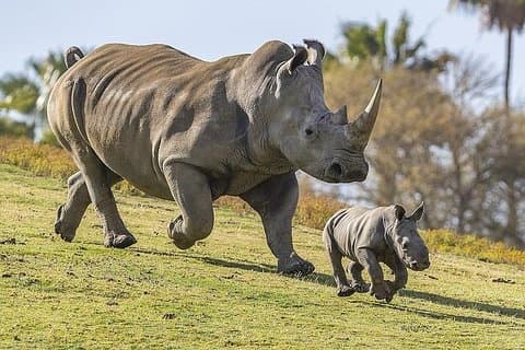5 dagar 4 nätter Mt Kenya, Aberdares, Ol Pejeta Safari