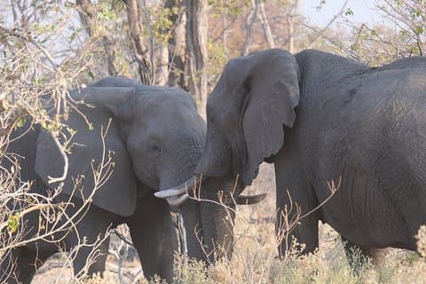 8 Tage Elephant Tracking Botswana