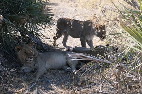 6日間のウォーキングサファリボツワナ