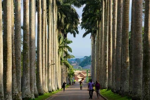 Ghana : Accra : Botanische tuinen, Cacaoboerderijen, Watervallen Trip