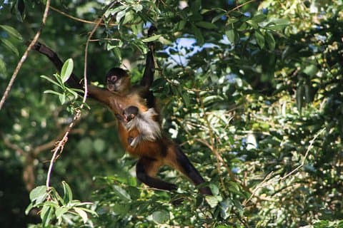 Kanutour im Tortuguero Nationalpark