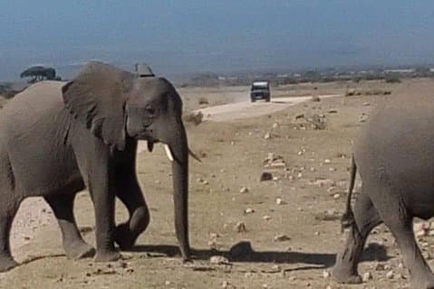 Papegaaiensafari