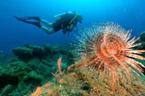 Découvrez la plongée sous-marine depuis le port de Kusadasi / Hôtels