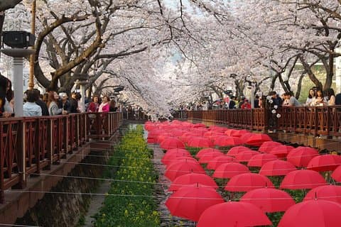 Kirschblütentour in Busan und Jinhae von Busan