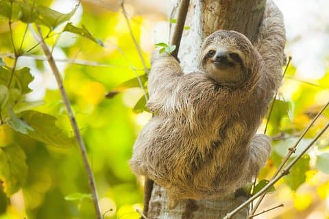 Sloths, Frogs, Monkeys!! with Waterfall Hike and Corobici River Safari Float