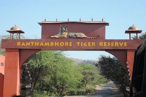 Jeep Safari Experience i Ranthambore National Park fra Jaipur